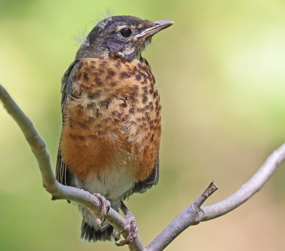 American Robin - ML339142881