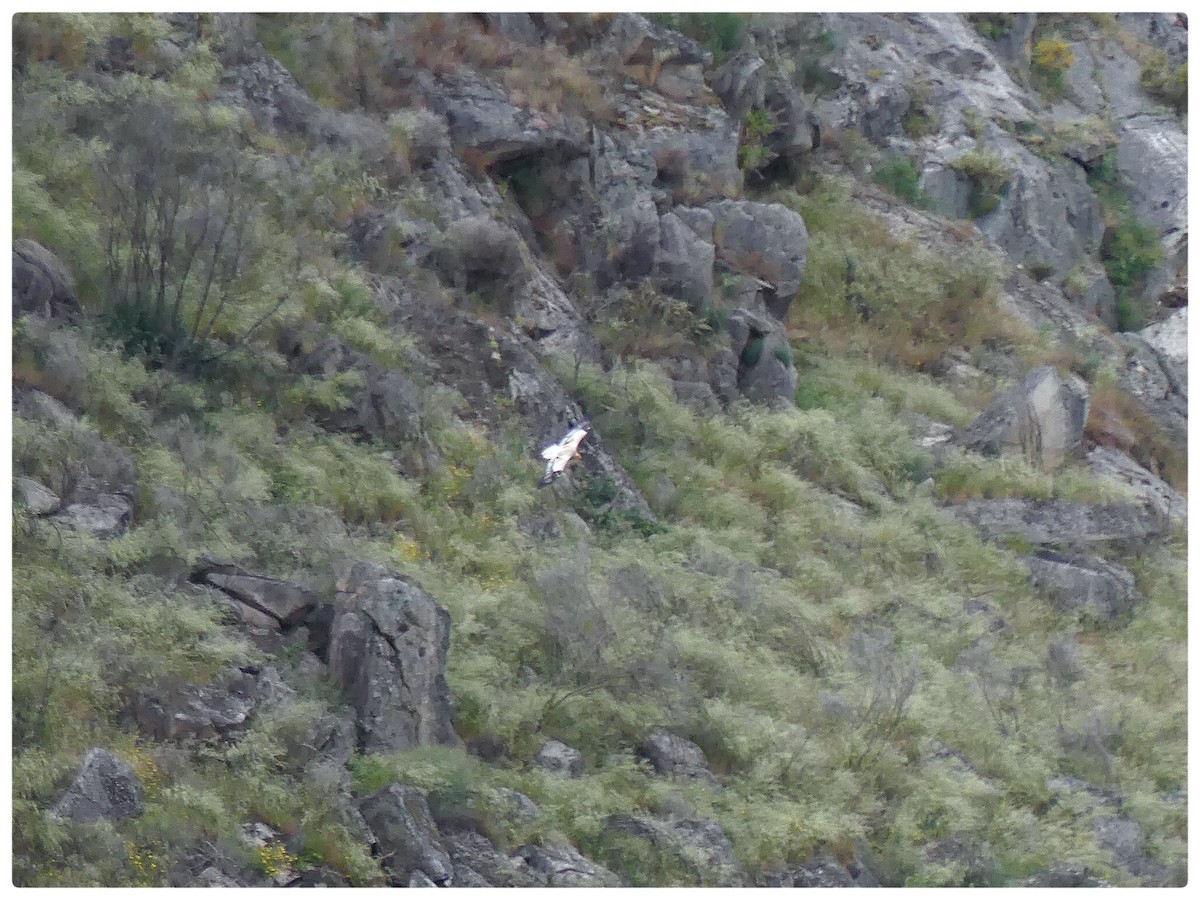 Egyptian Vulture - Tino Fernandez