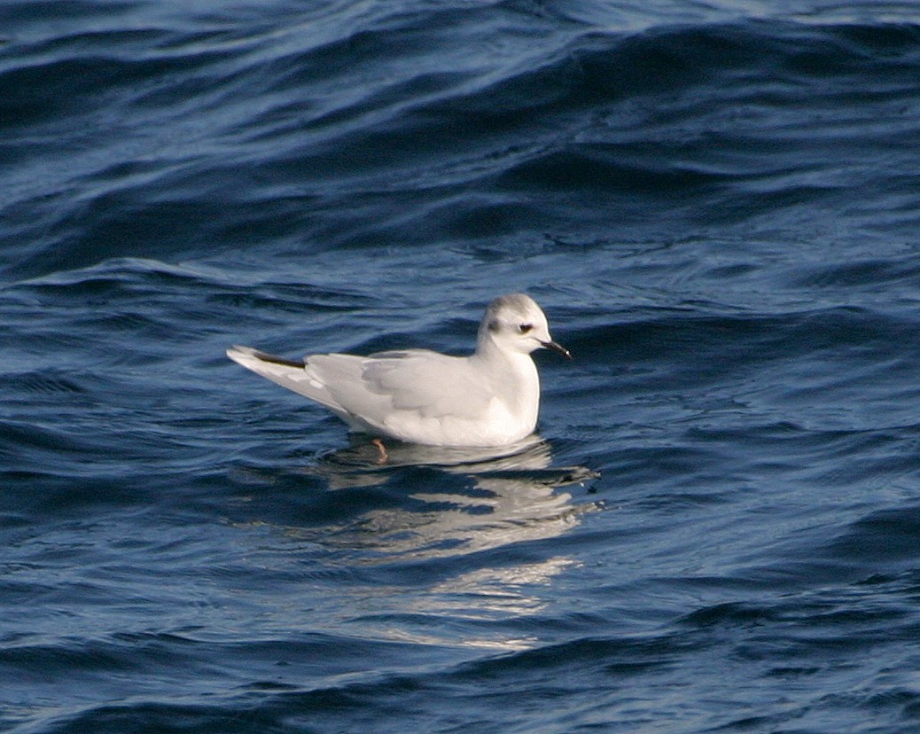 Little Gull - ML339146131