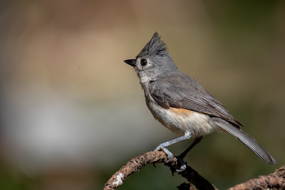 Tufted Titmouse - Gail Pfoh