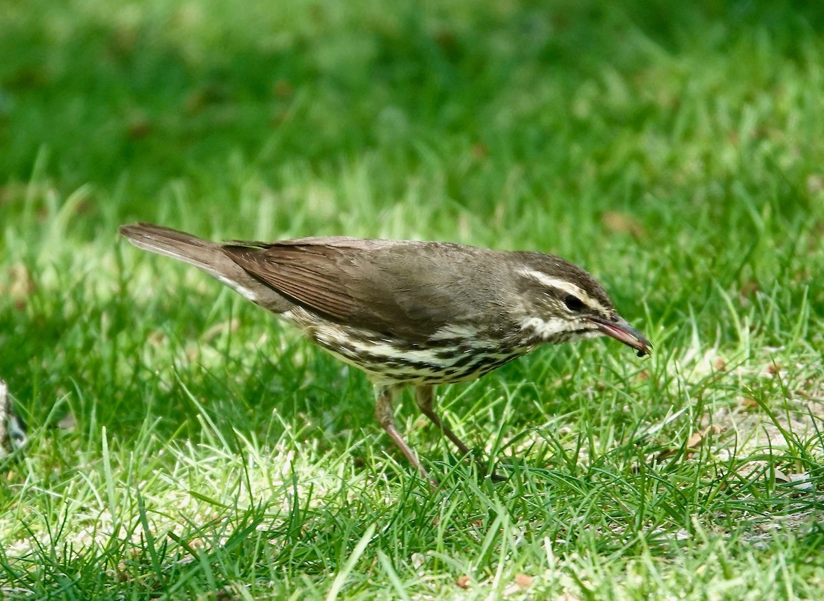 Northern Waterthrush - Rick Taylor