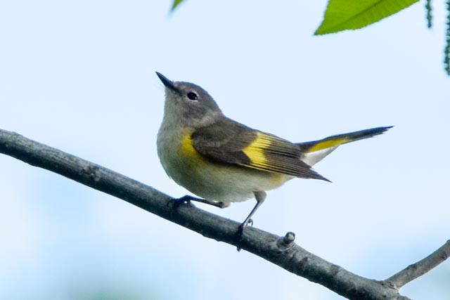 American Redstart - ML339149561
