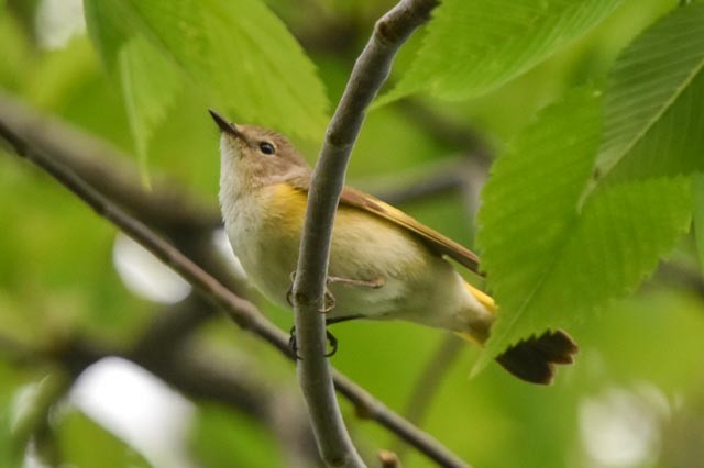 American Redstart - ML339149581