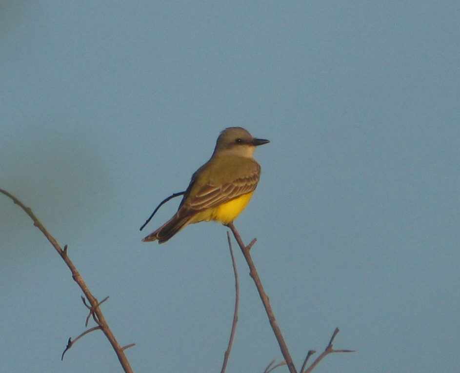 Couch's Kingbird - ML33914971