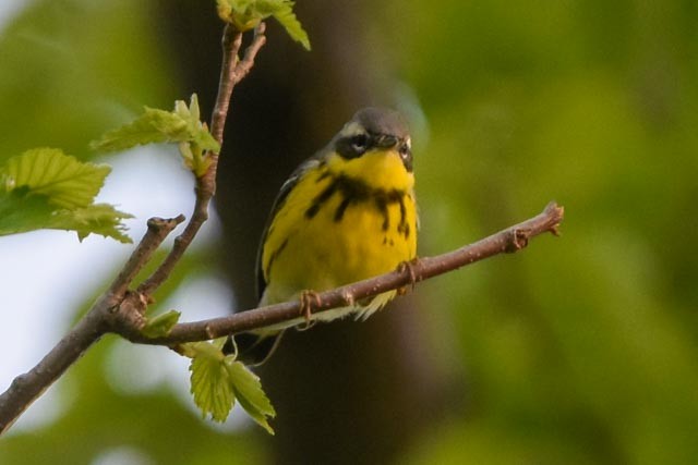 Magnolia Warbler - Ted Kavanagh