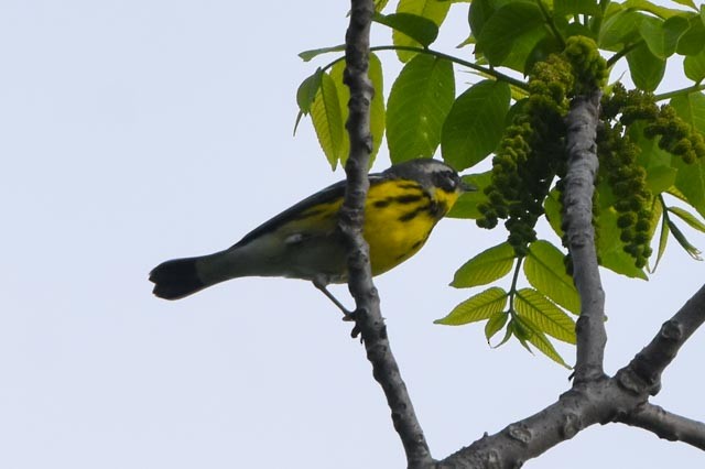 Magnolia Warbler - ML339150101