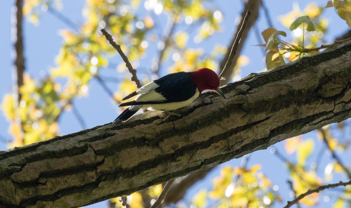 Red-headed Woodpecker - Joe Woyma