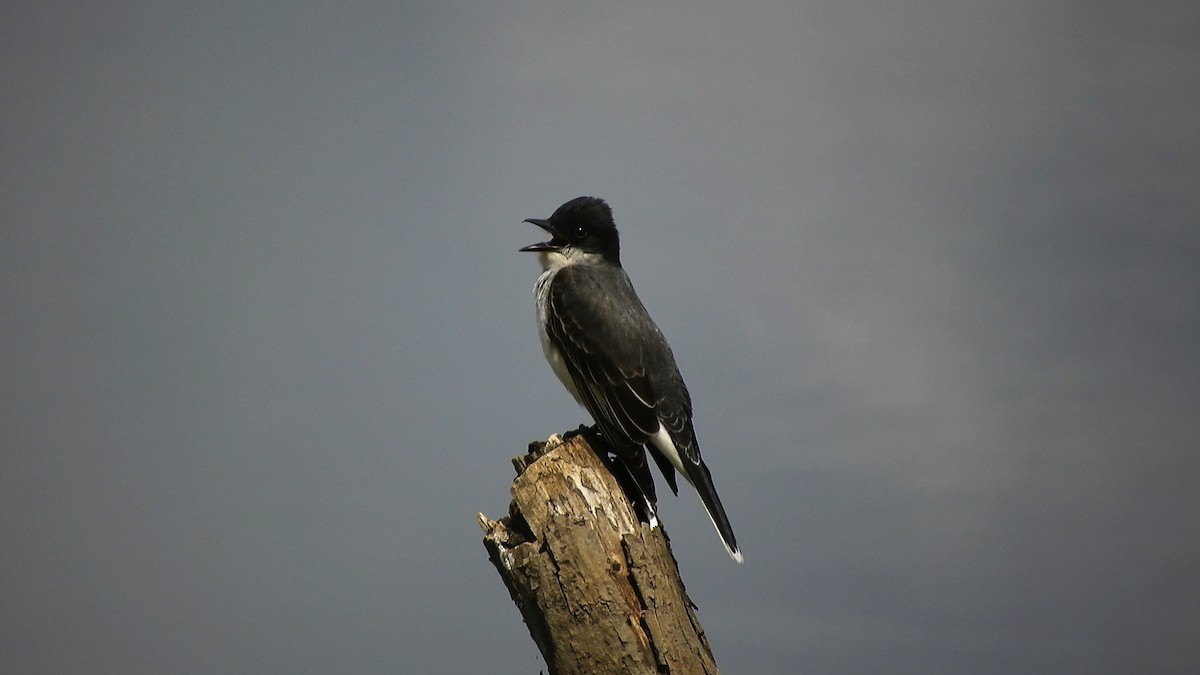 Eastern Kingbird - Takayuki Uchida