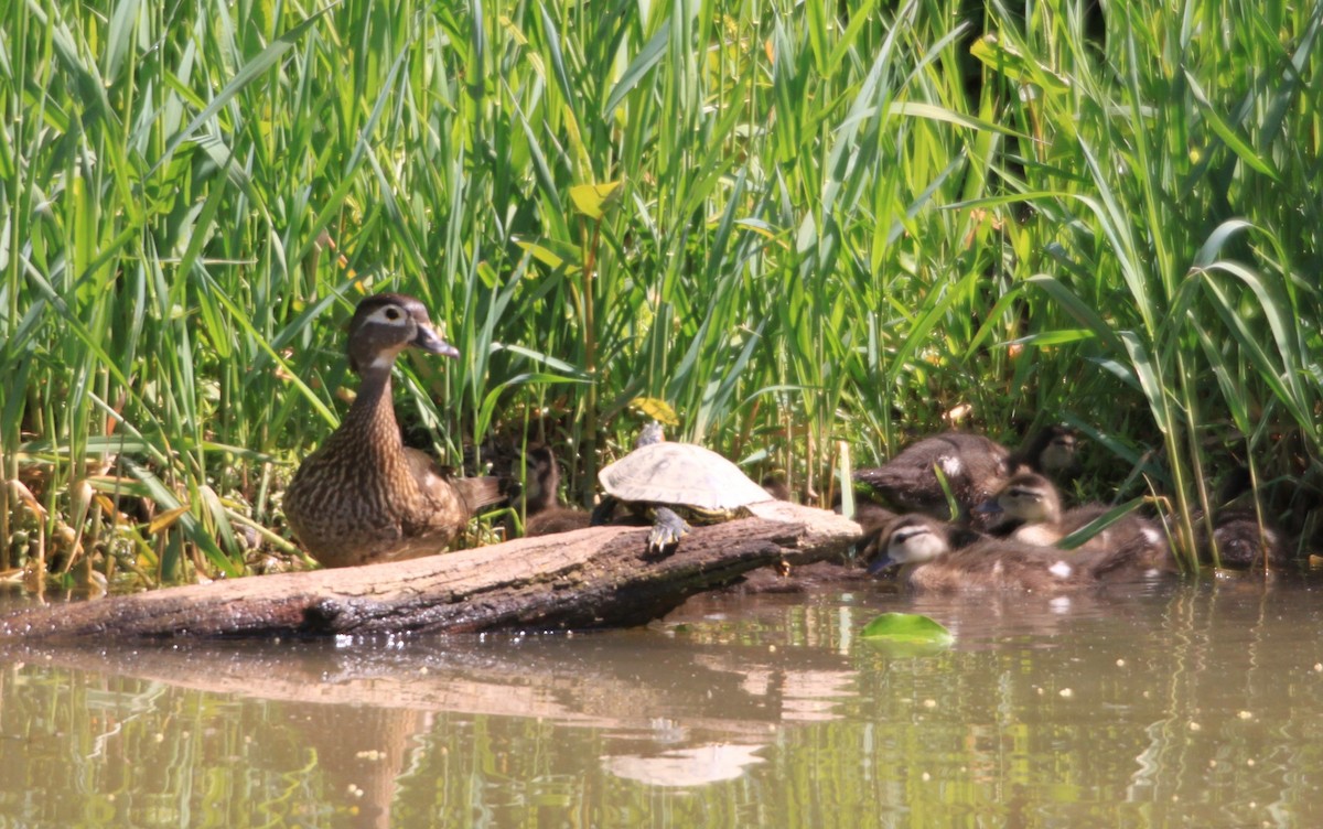 Wood Duck - ML339151081