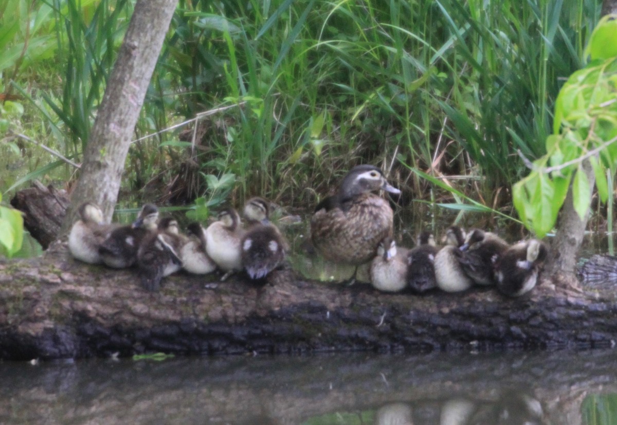 Wood Duck - ML339151091