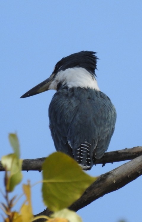 Martín Gigante Neotropical - ML339151211