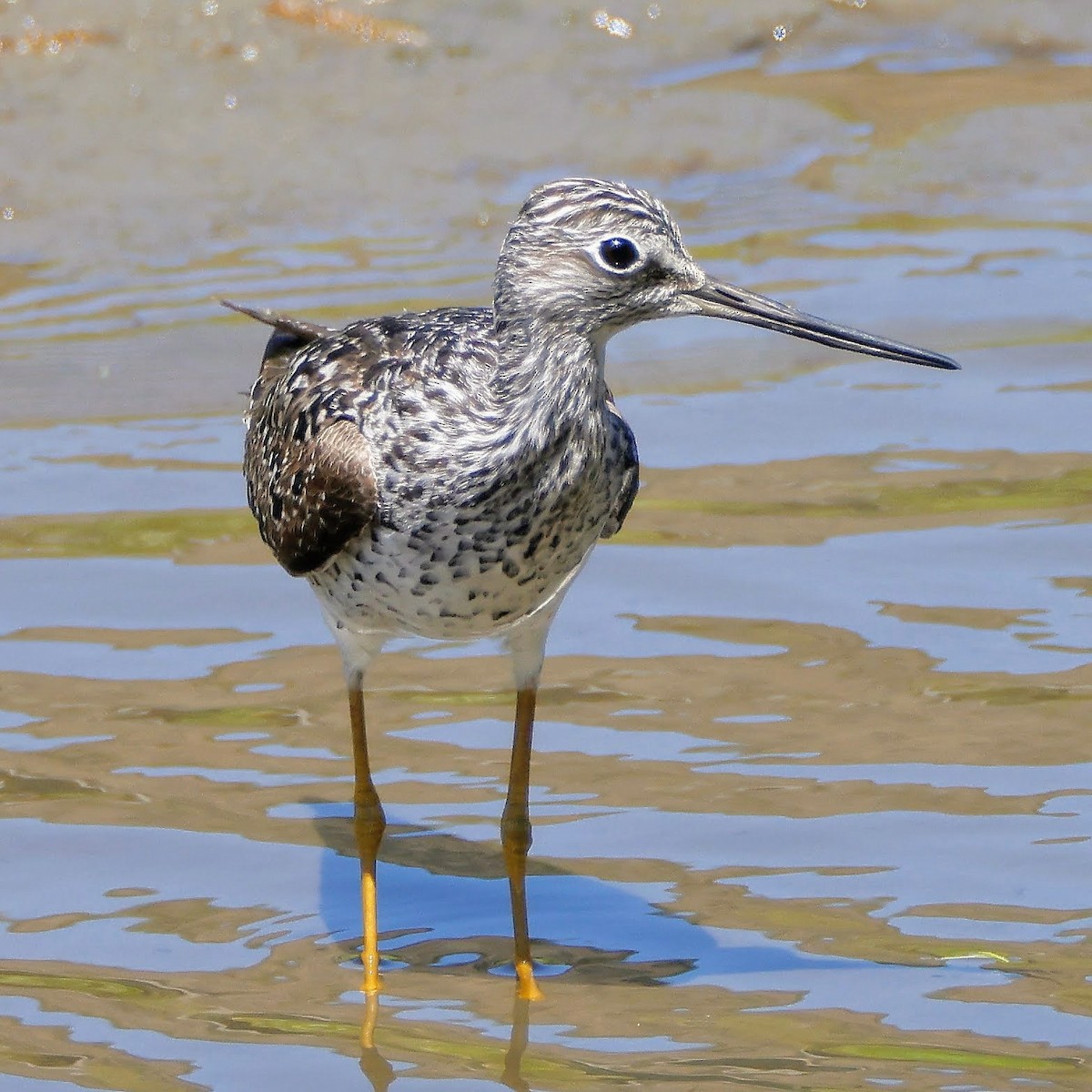 Greater Yellowlegs - ML339151231