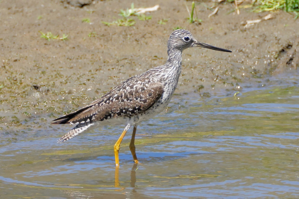 Greater Yellowlegs - ML339151321