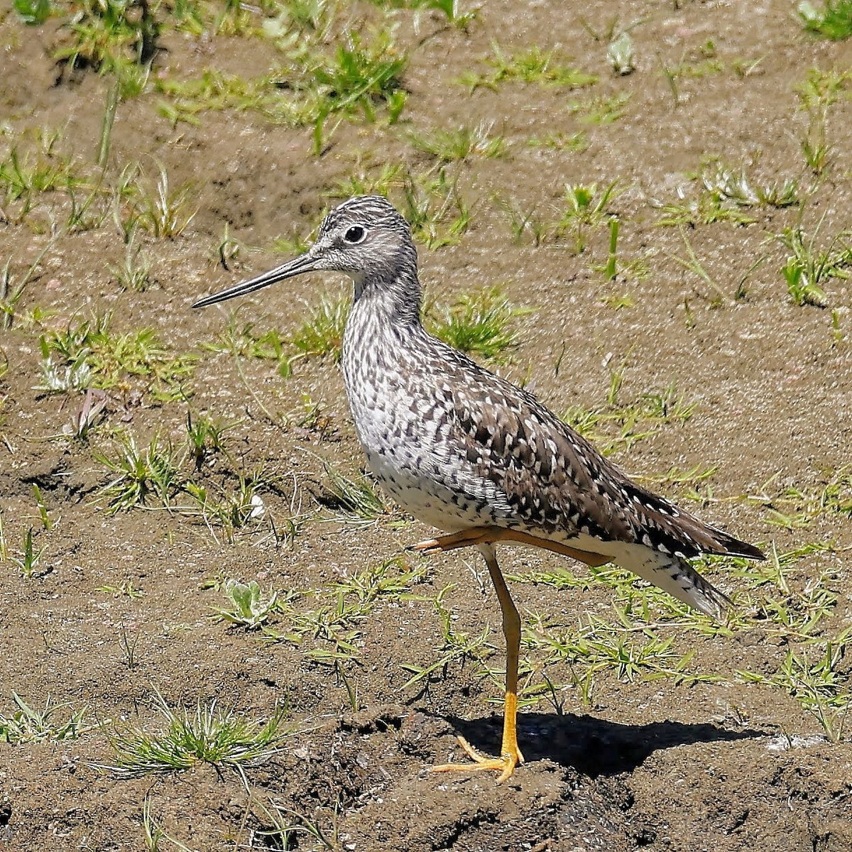 Greater Yellowlegs - ML339151361