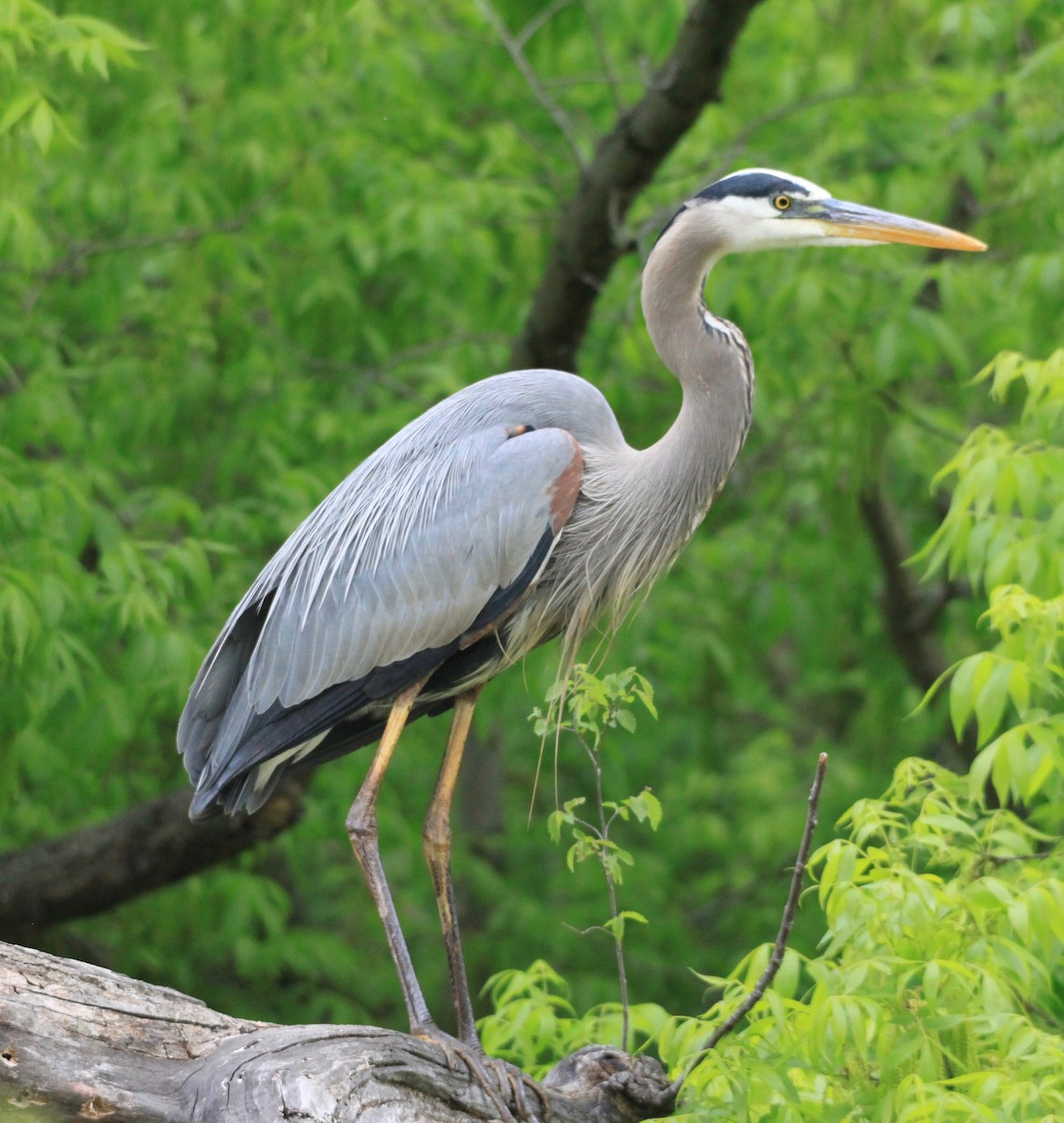 Great Blue Heron - ML339151571