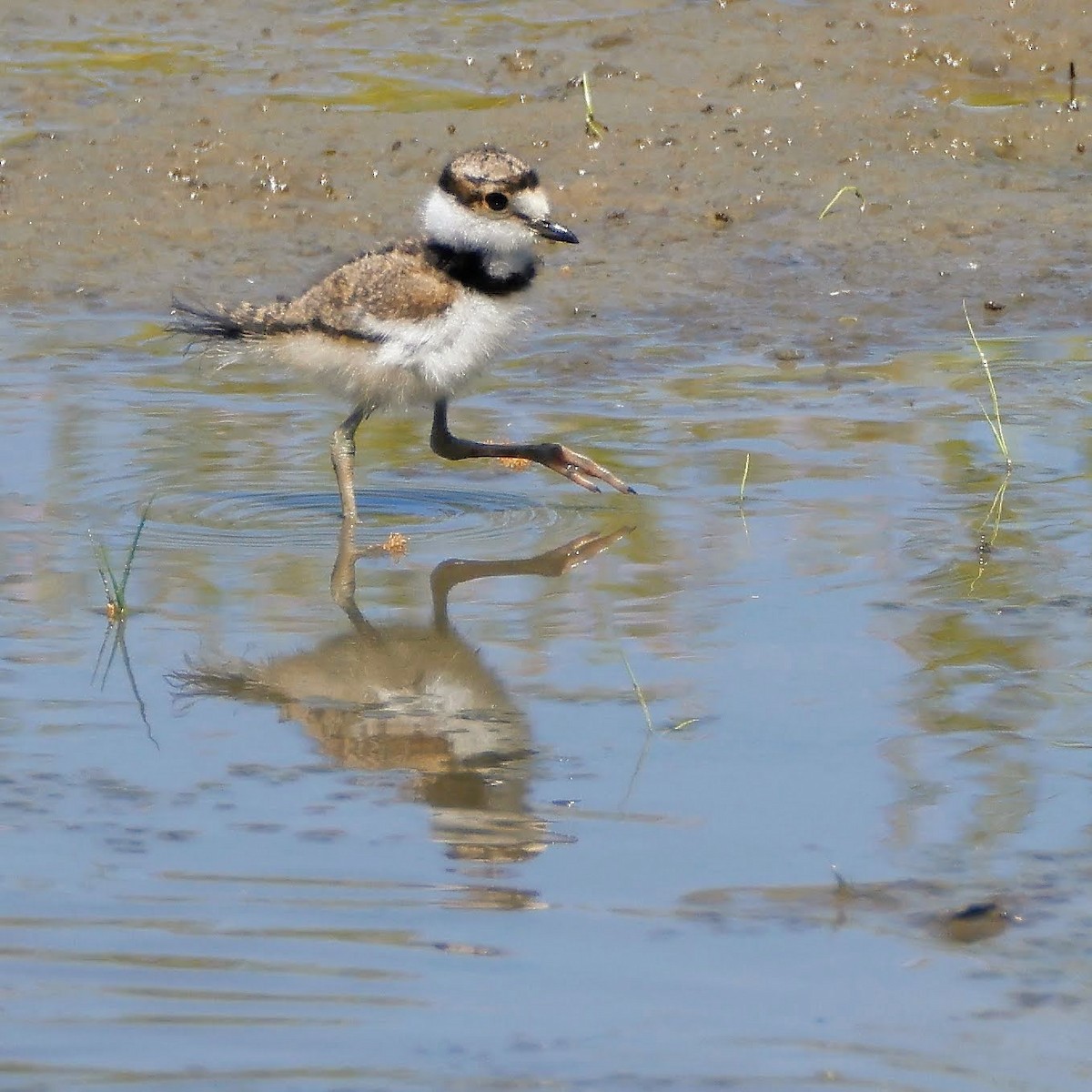 Killdeer - ML339151841