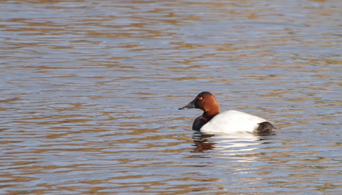 Canvasback - Adam Sell