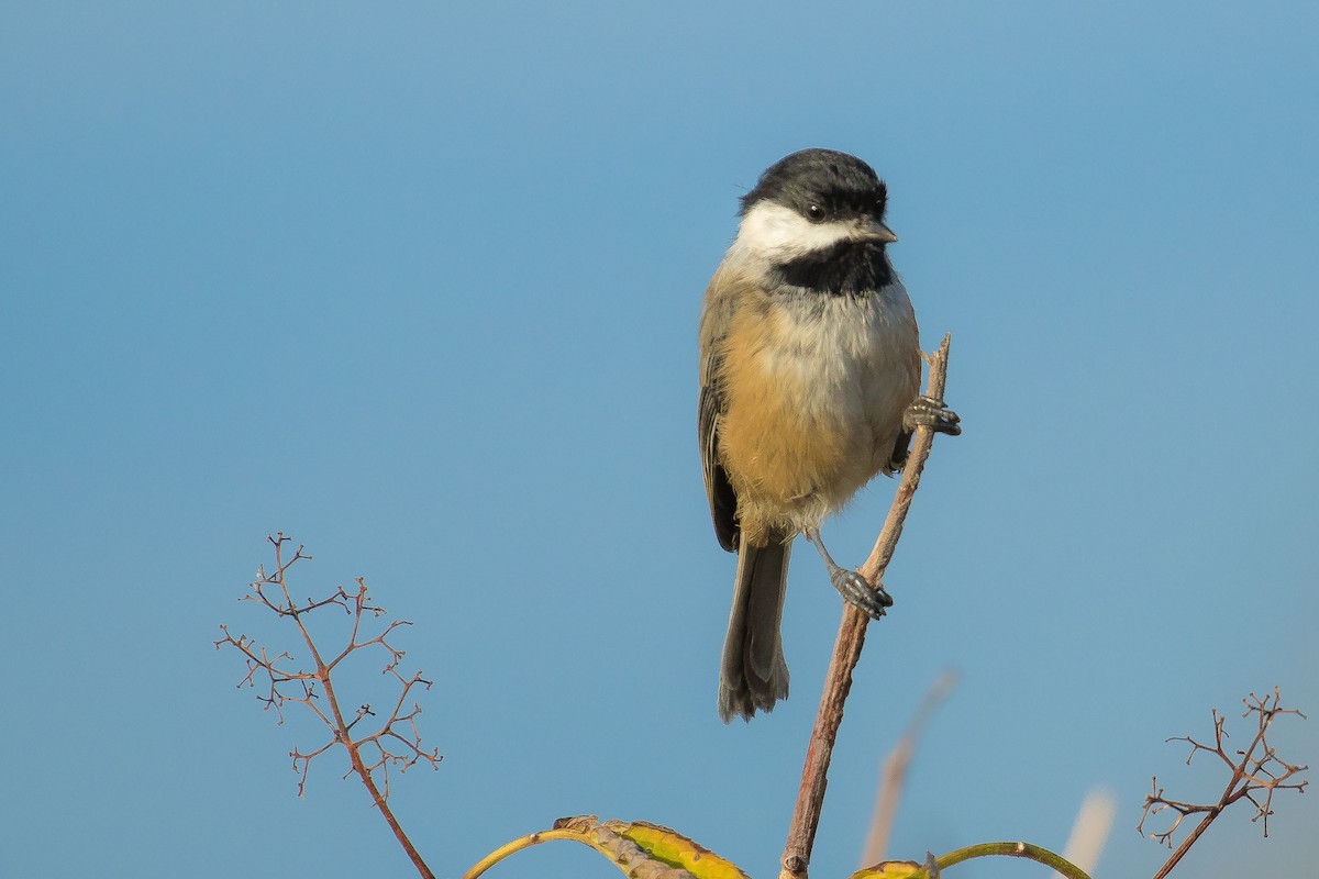 Black-capped Chickadee - ML33915411