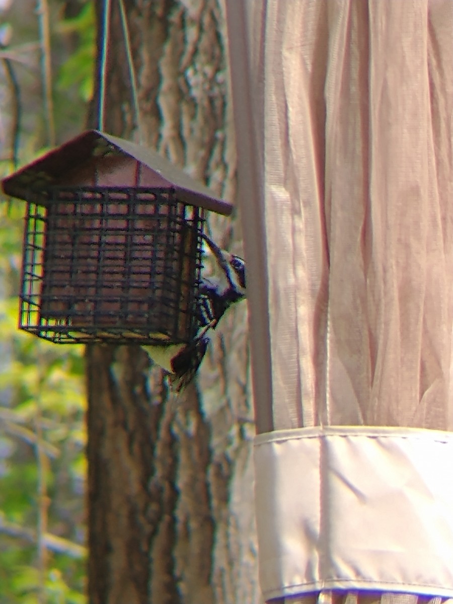 Hairy Woodpecker - Blake Ulmaniec