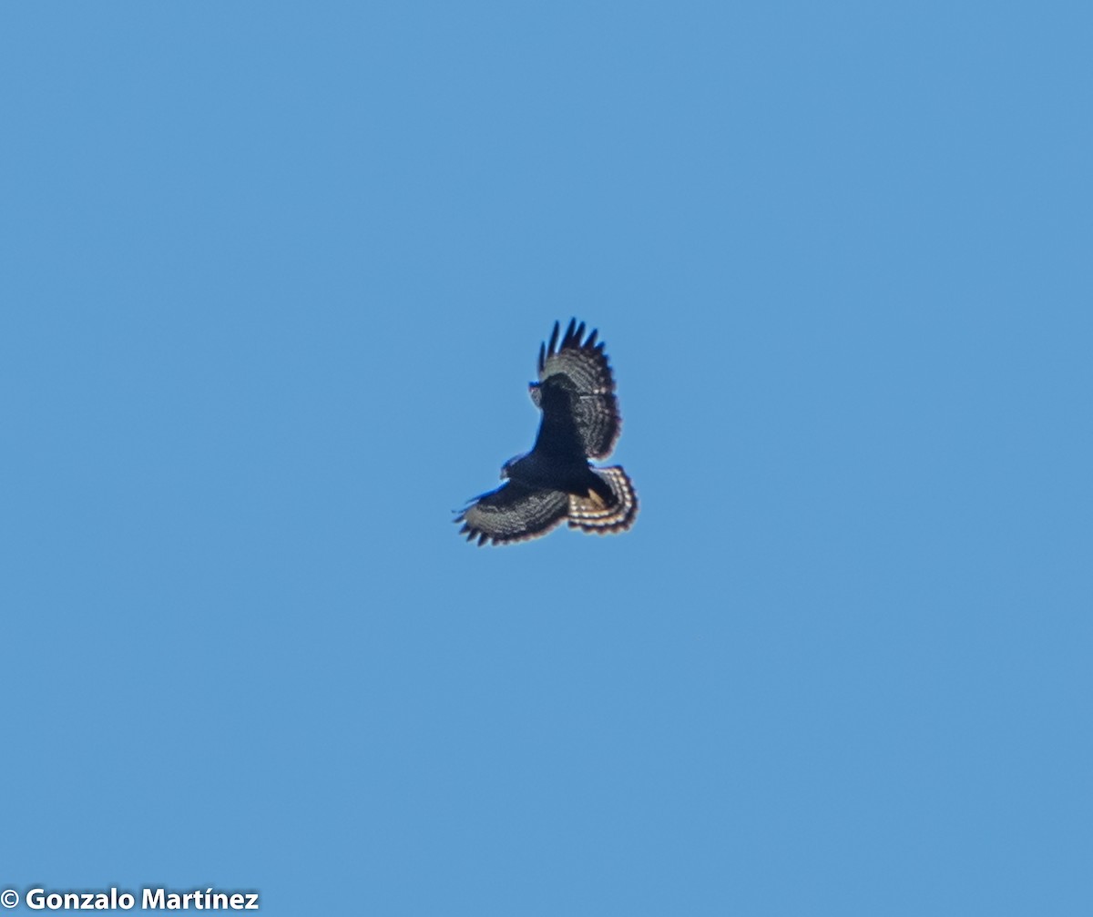 Short-tailed Hawk - ML339156251