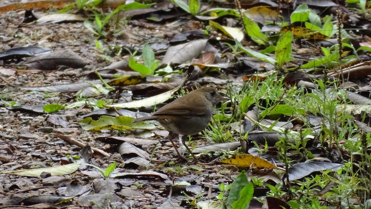 Ruddy-capped Nightingale-Thrush - ML339156421