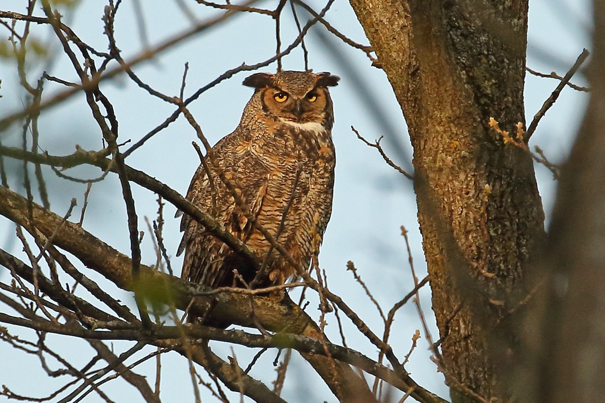 Great Horned Owl - ML339156611