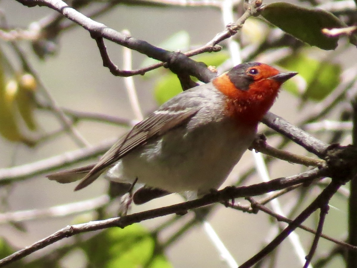 Red-faced Warbler - ML339157701