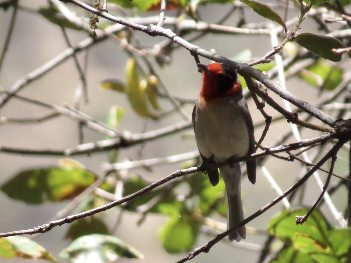 Red-faced Warbler - ML339157711