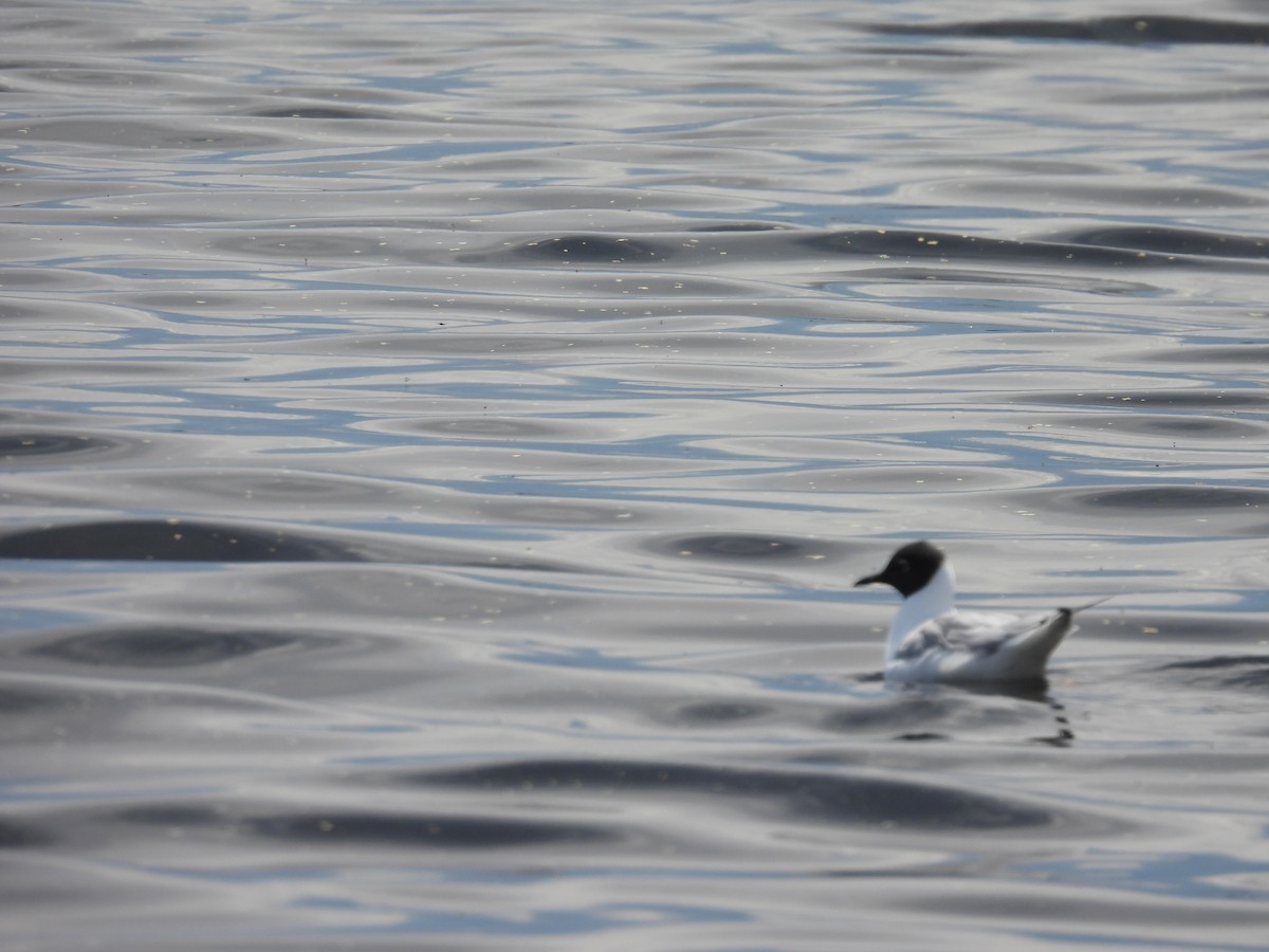 Bonaparte's Gull - ML339157731