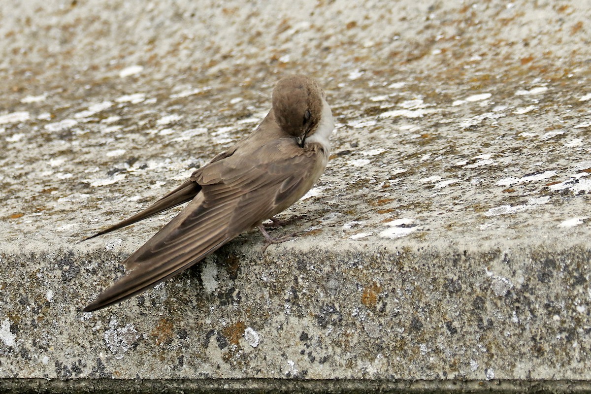 Eurasian Crag-Martin - Francisco Barroqueiro