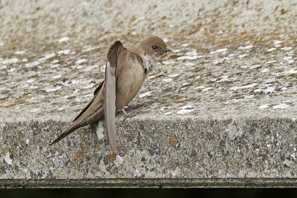 Eurasian Crag-Martin - Francisco Barroqueiro