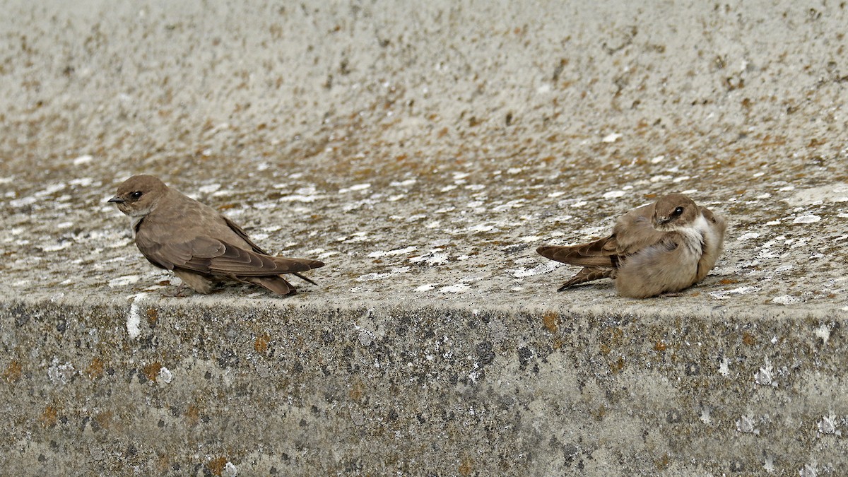 Eurasian Crag-Martin - Francisco Barroqueiro