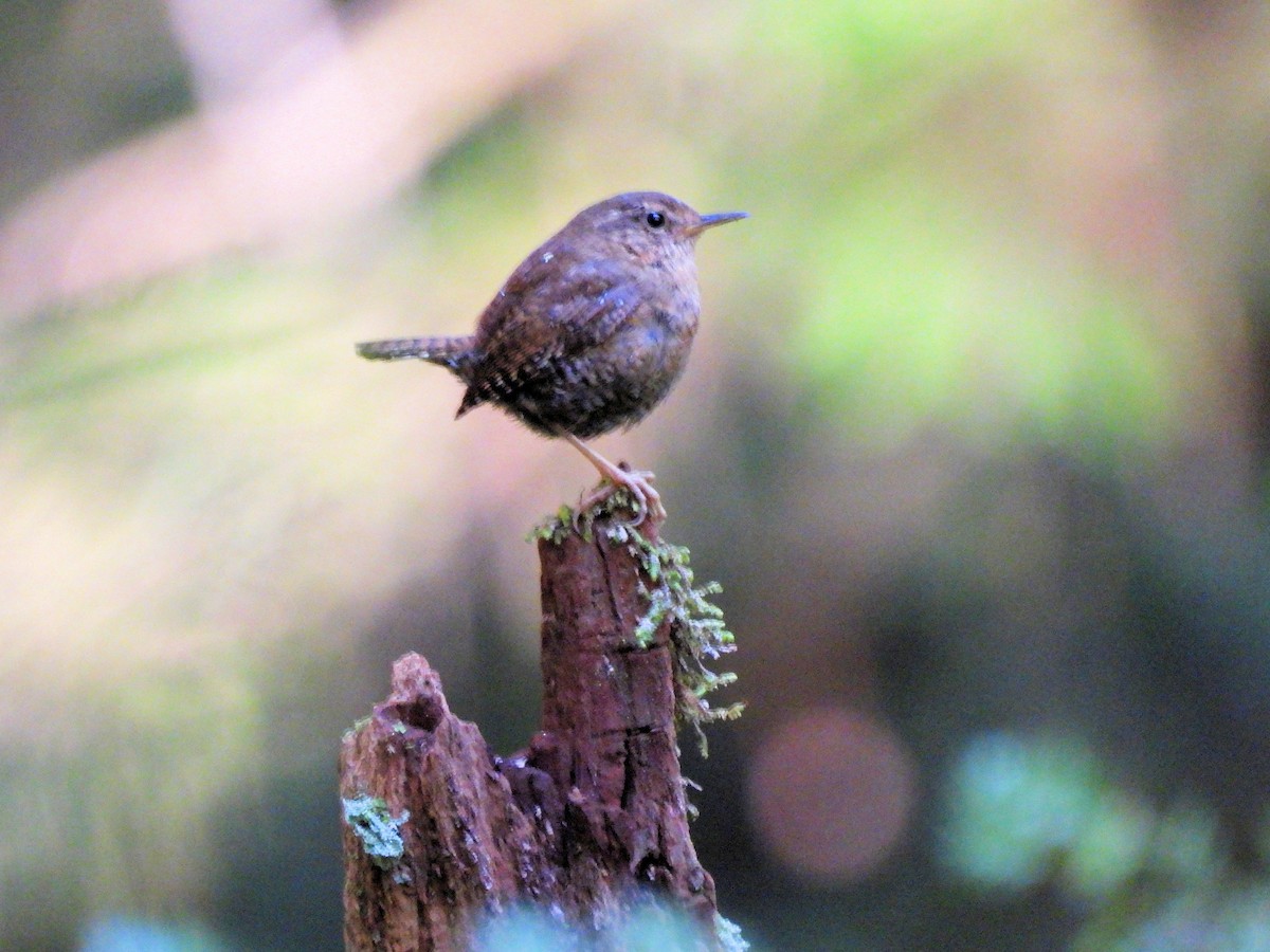 Pacific Wren - ML339158061