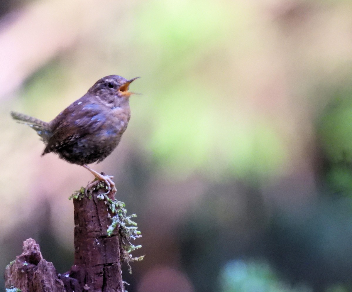 Pacific Wren - ML339158121