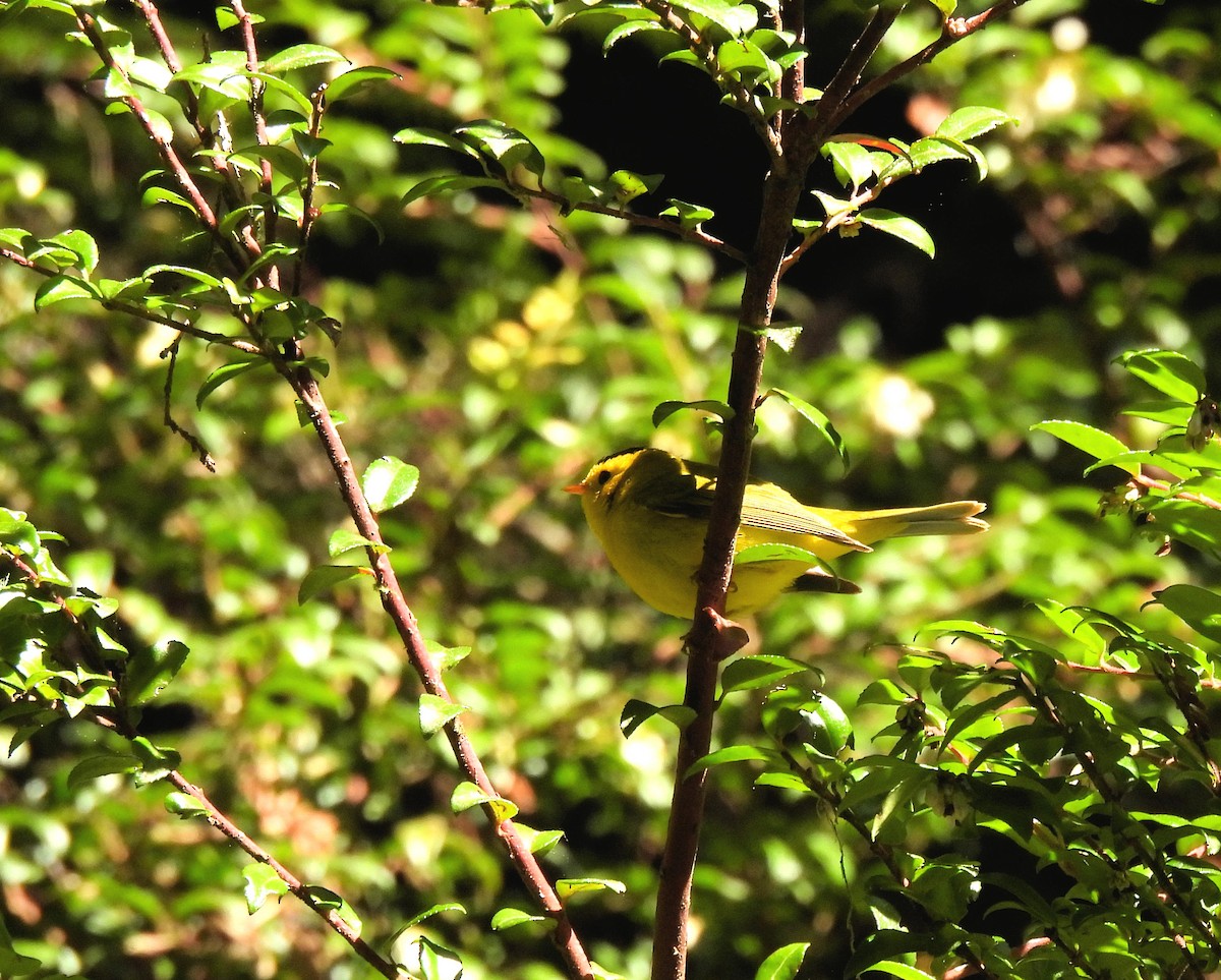 Wilson's Warbler - ML339158171