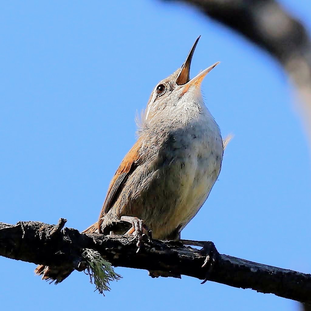 Bewick's Wren - ML339158291