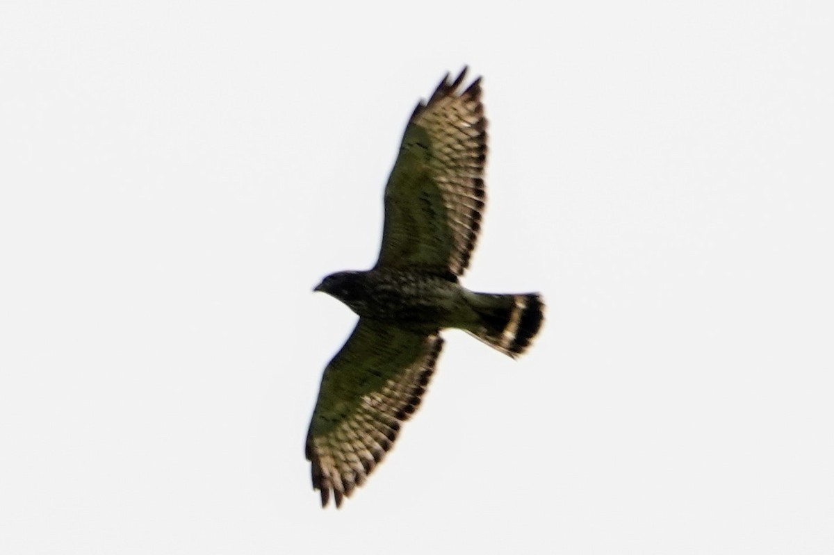 Broad-winged Hawk - ML339158481