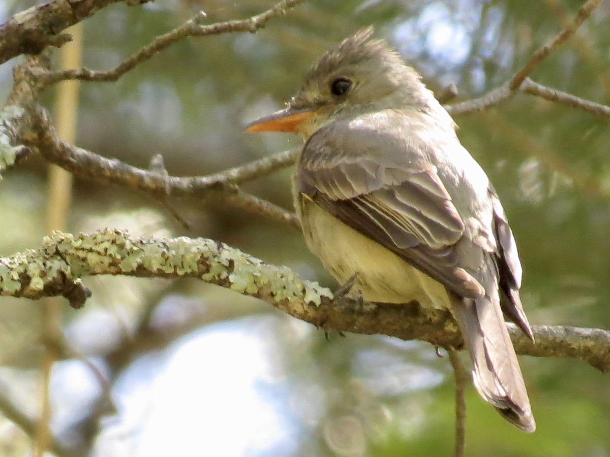 Greater Pewee - ML339158721