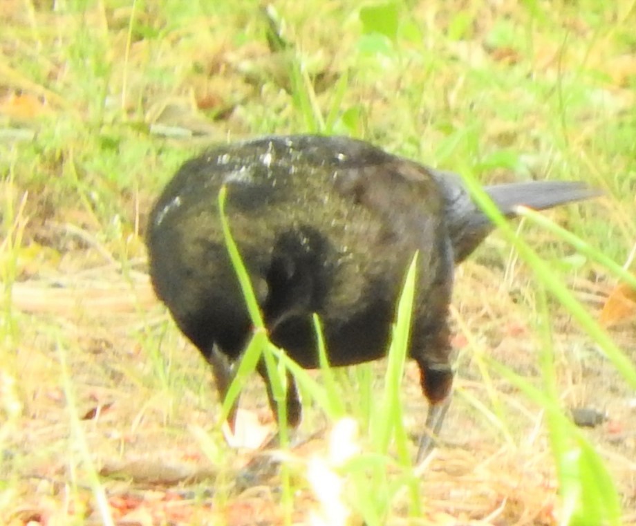 Bronzed Cowbird - Mark Meunier