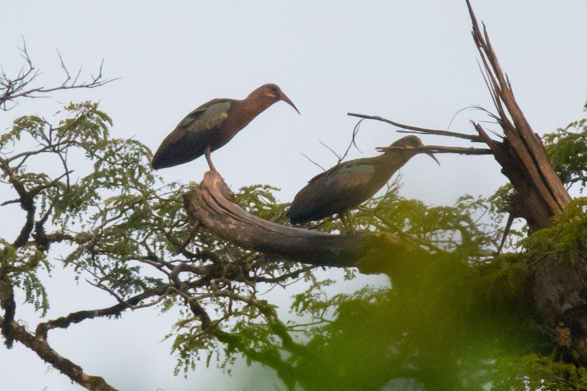 ibis olivový - ML339158991