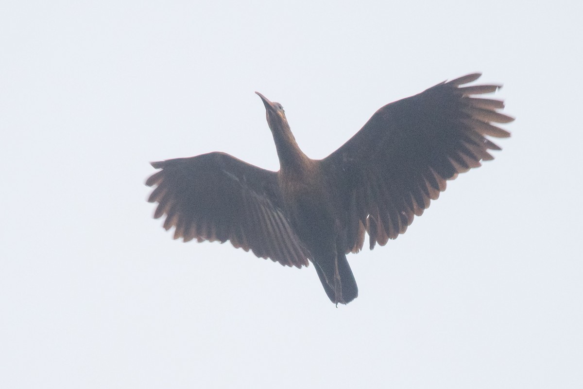 ibis olivový - ML339159031