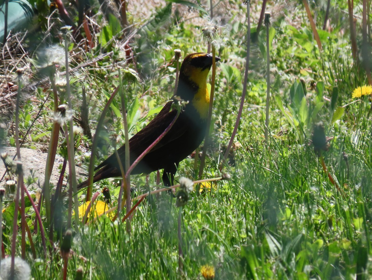 Yellow-headed Blackbird - ML339159161