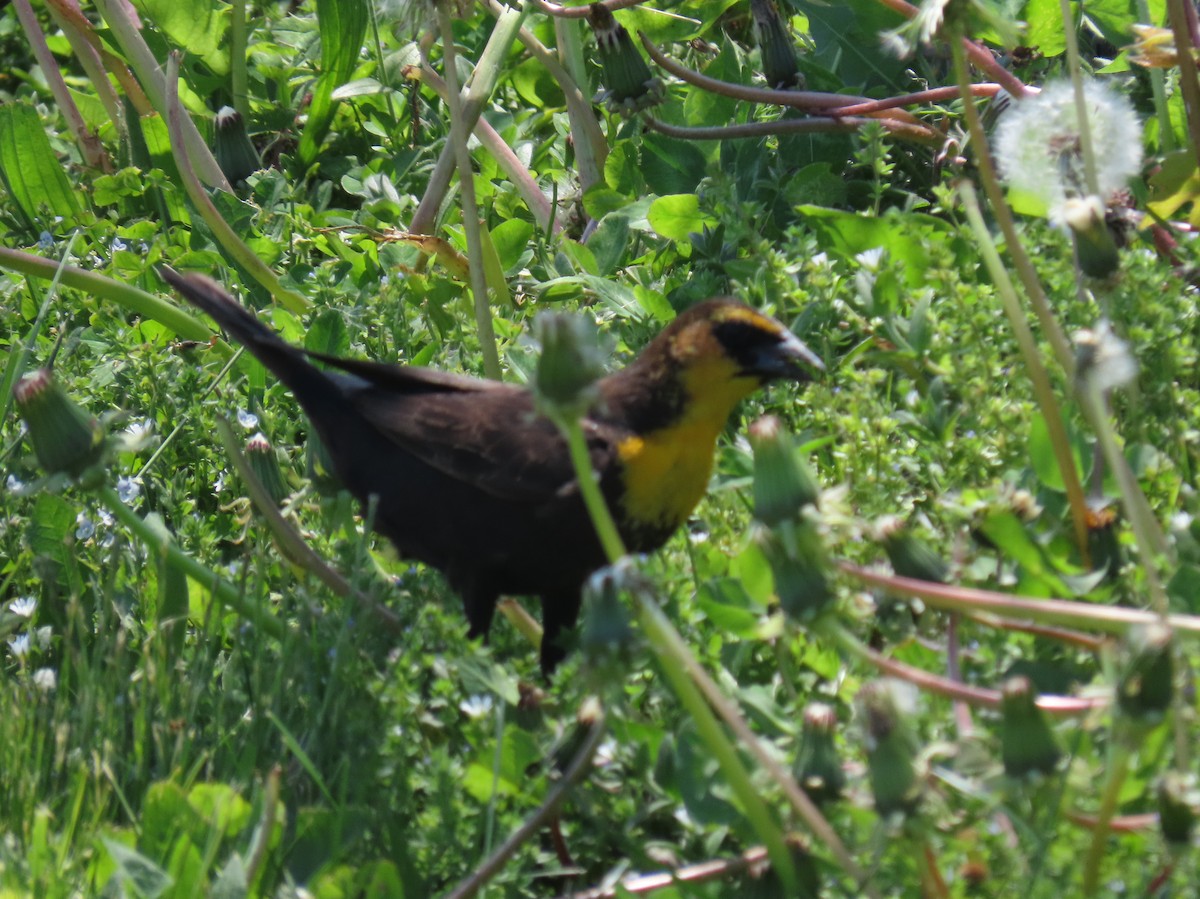 Yellow-headed Blackbird - ML339159331