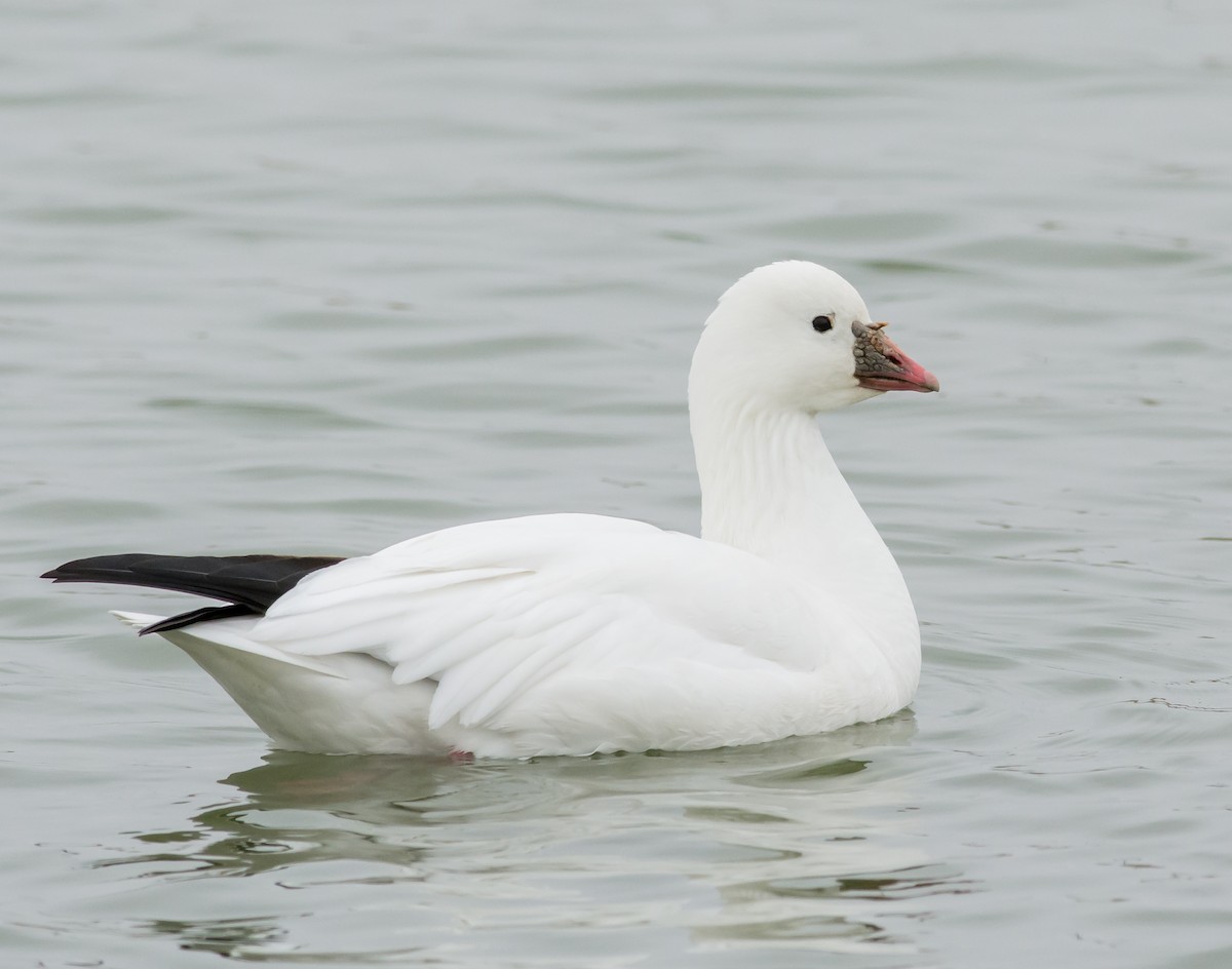 Ross's Goose - ML33916101