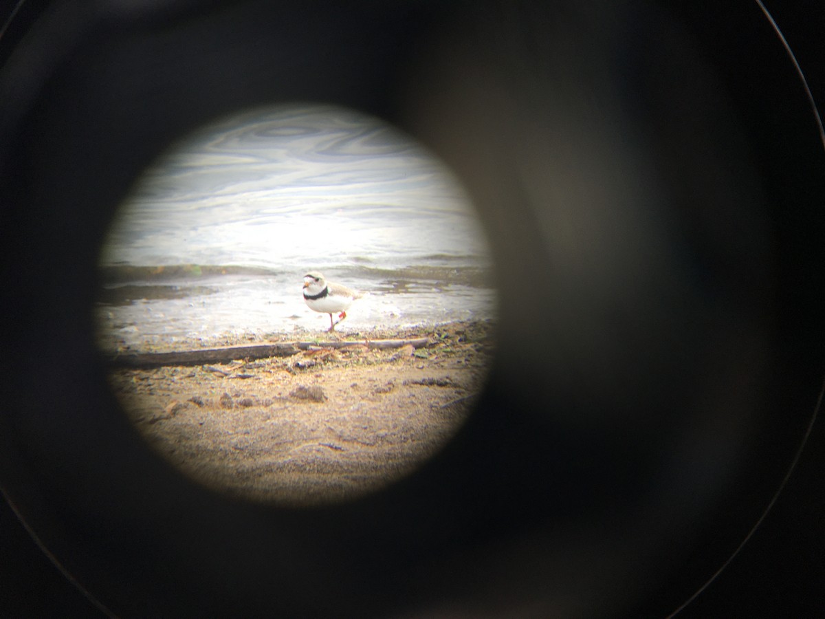 Piping Plover - ML339161591