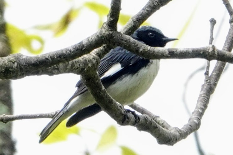 Black-throated Blue Warbler - ML339162851