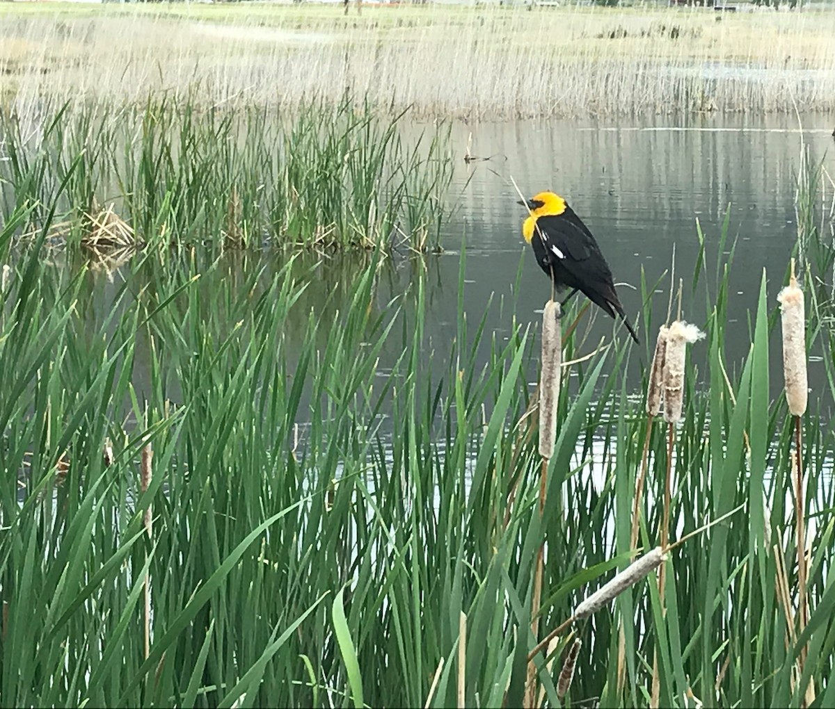 Yellow-headed Blackbird - ML339163101