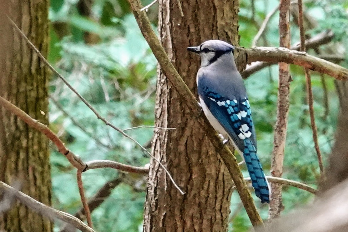 Blue Jay - ML339163851