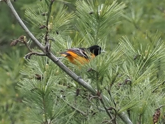 Baltimore Oriole - Alan MacEachren