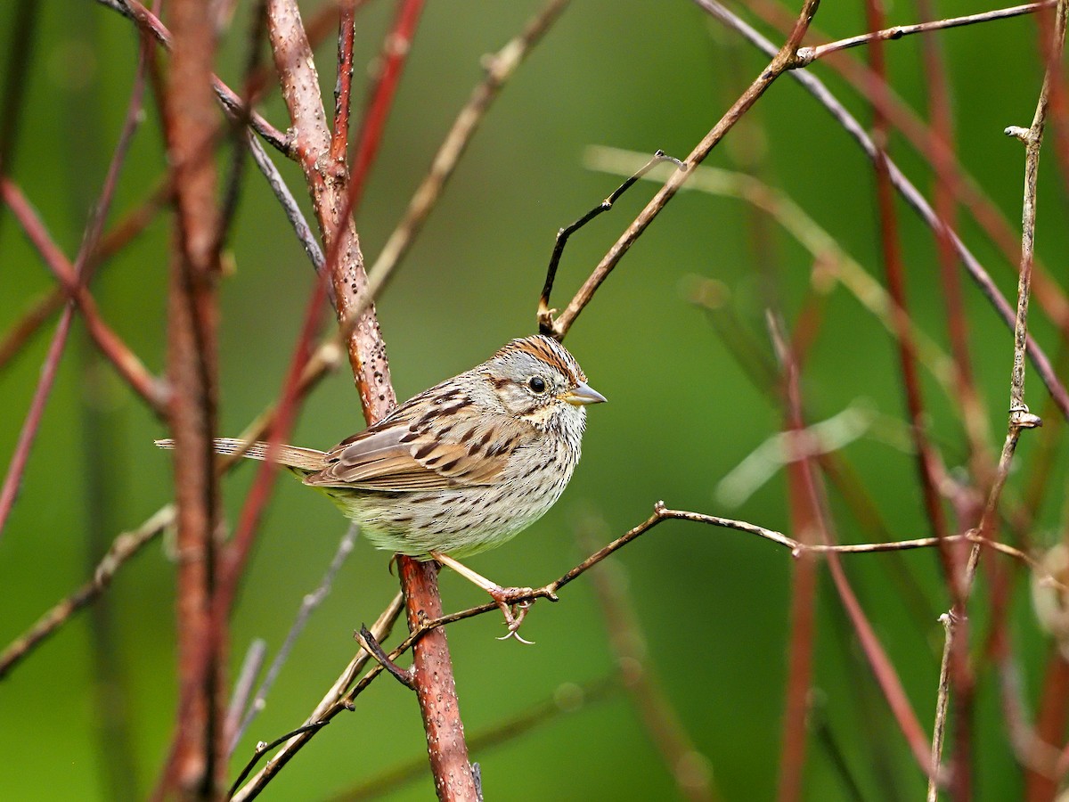 Lincoln's Sparrow - ML339164531